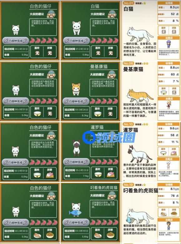 猫猫咖啡屋流浪猫喜欢吃什么食物